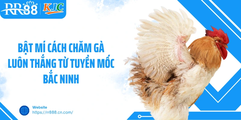 Bật mí cách chăm gà luôn thắng từ Tuyền Mốc Bắc Ninh