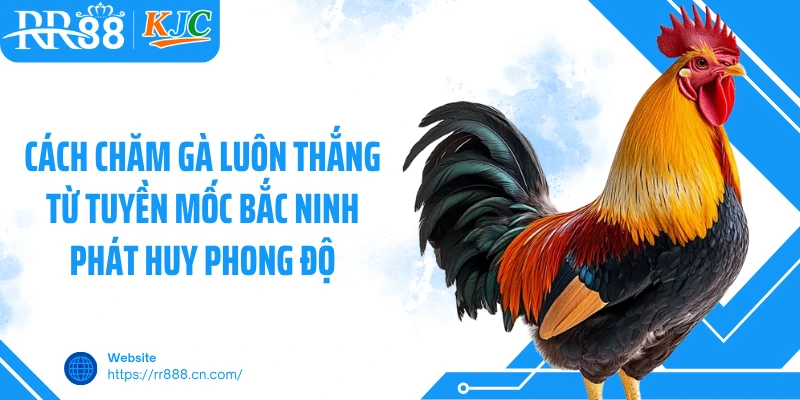 Cách chăm gà luôn thắng từ Tuyền Mốc Bắc Ninh phát huy phong độ