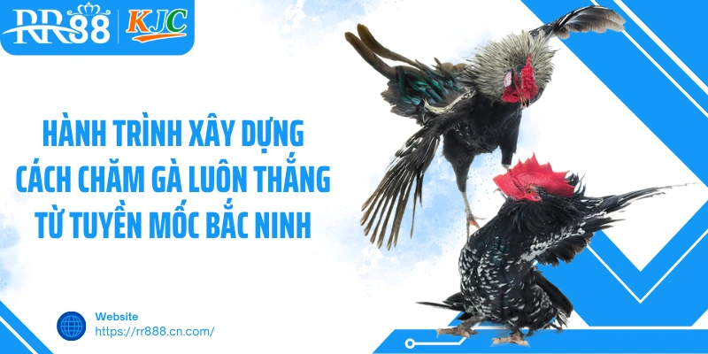Hành trình xây dựng cách chăm gà luôn thắng từ Tuyền Mốc Bắc Ninh